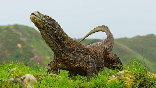 Araştırmacılar, Komodo Ejderlerinin Sırrını Açıklamaya Bir Adım Daha Yaklaştı