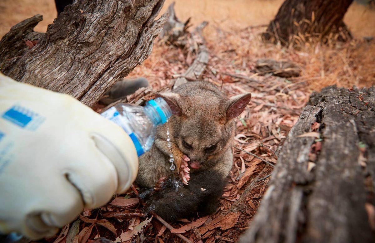 Koalaların Islak Ağaçları Yalayarak Su İçtiği Ortaya Çıktı