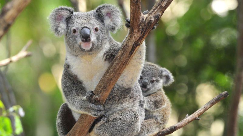 Koalaların Islak Ağaçları Yalayarak Su İçtiği Ortaya Çıktı