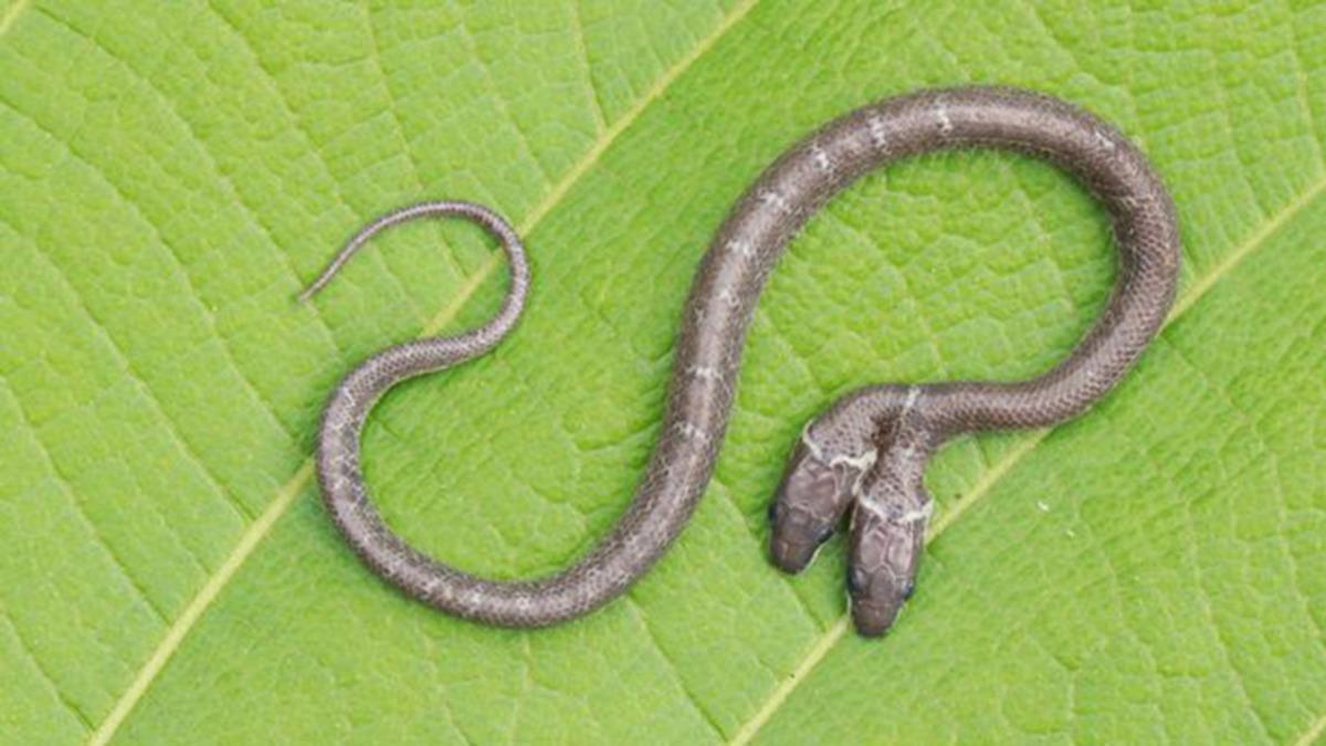 Hindistan’da Bölge Halkını Endişelendiren İki Başlı Yılan Görüldü (Video)