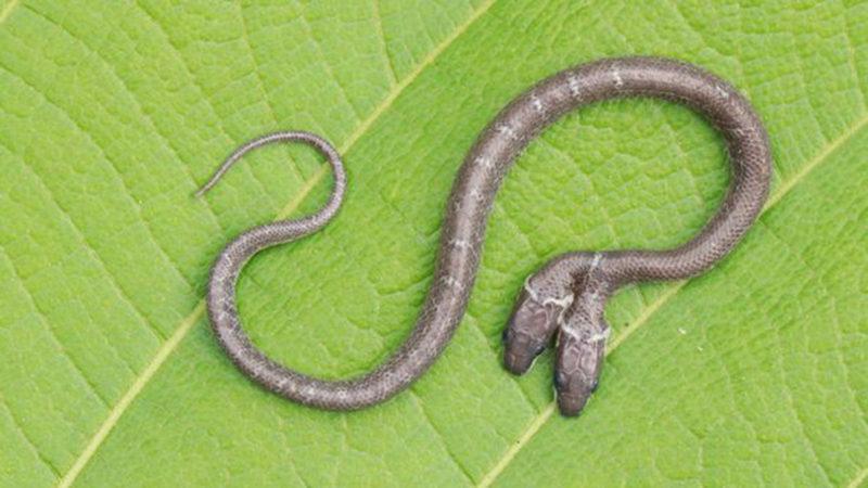 Hindistan’da Bölge Halkını Endişelendiren İki Başlı Yılan Görüldü (Video)