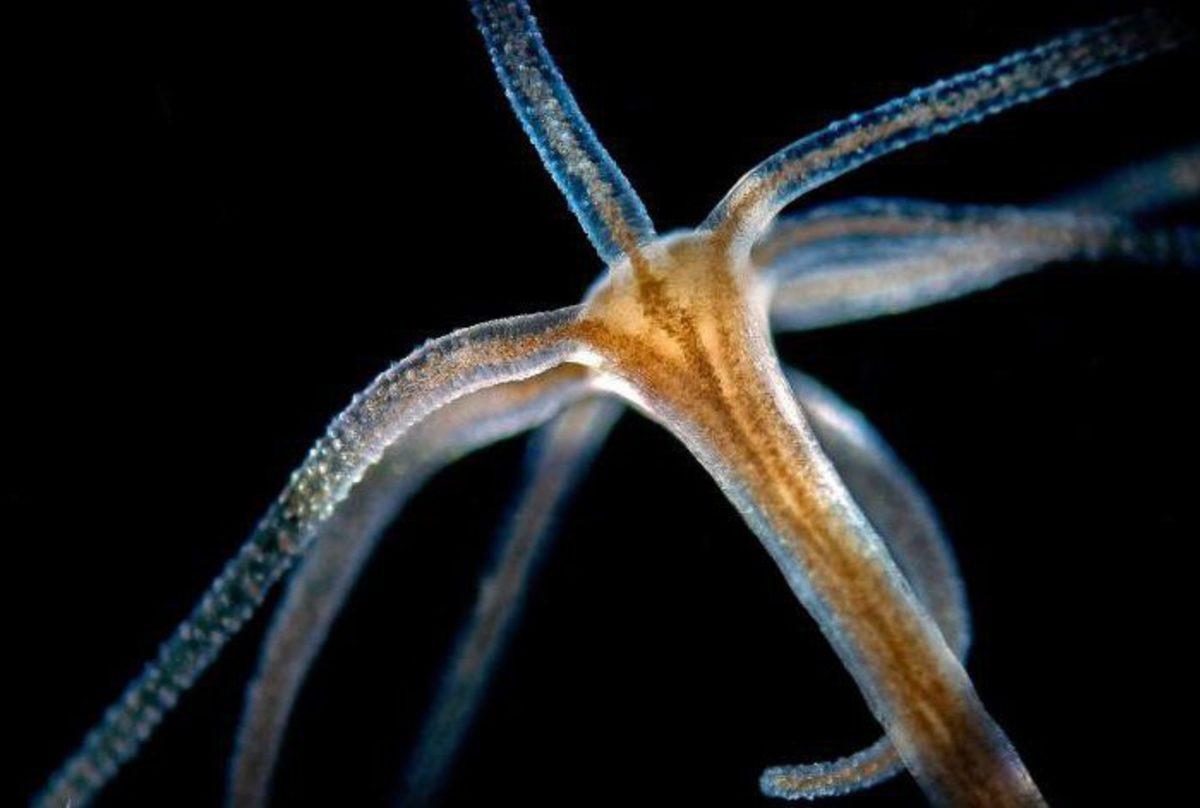 Hidraların Ölümsüz Olmasının Ardındaki Gizem Sonunda Ortaya Çıktı