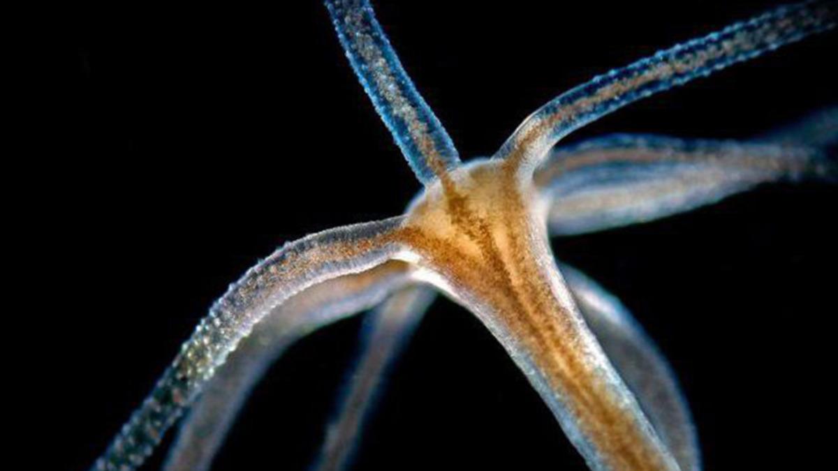 Hidraların Ölümsüz Olmasının Ardındaki Gizem Sonunda Ortaya Çıktı