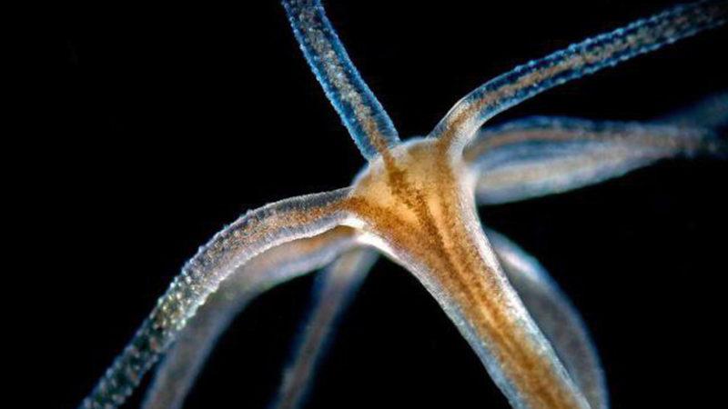 Hidraların Ölümsüz Olmasının Ardındaki Gizem Sonunda Ortaya Çıktı