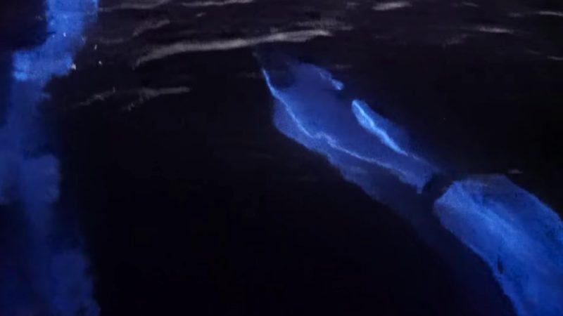 Işıldayan Okyanusta Yunusların Ortaya Çıkardığı Olağanüstü Görüntüler (Video)