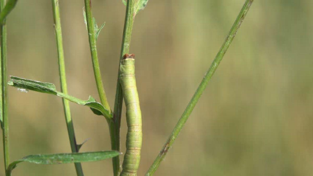 Tırtılların Renk Konusunda Müthiş Yeteneklere Sahip Olduğu Keşfedildi