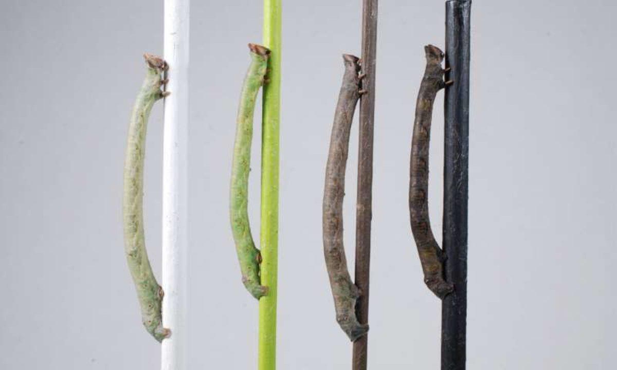 Tırtılların Renk Konusunda Müthiş Yeteneklere Sahip Olduğu Keşfedildi