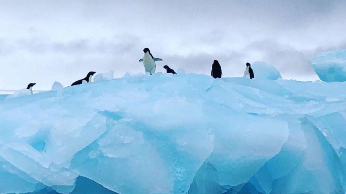 Koronavirüs Vakasının Görülmediği Tek Kıta: Antarktika