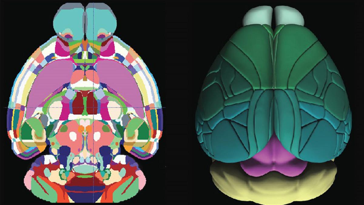 Bilim İnsanları, Fare Beyninin 3 Boyutlu Haritasını Çıkardılar (Video)