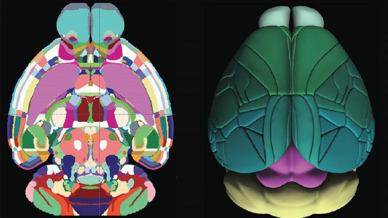 Bilim İnsanları, Fare Beyninin 3 Boyutlu Haritasını Çıkardılar (Video)