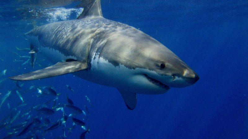 Bir Köpek Balığının Okyanusu Boydan Boya Geçtiği Tespit Edildi