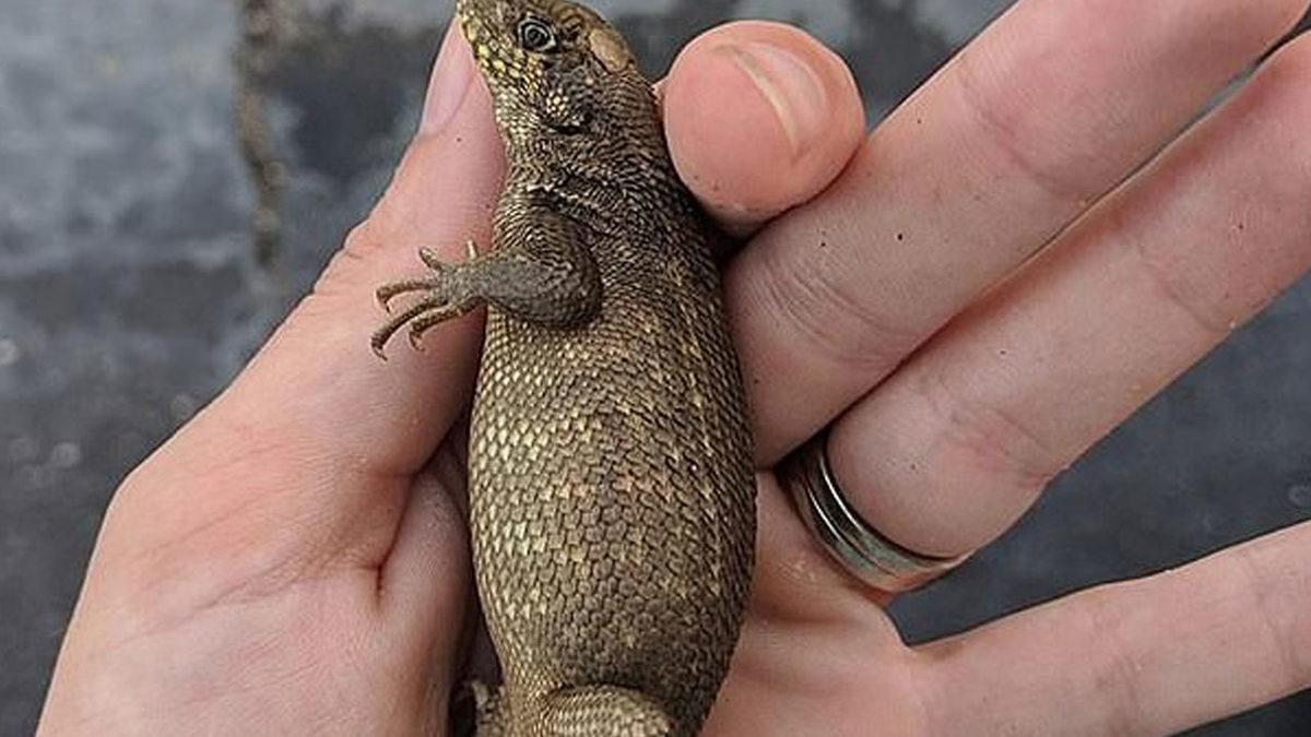 Kütlesinin %80’i Dışkıdan Oluşan Bir Kertenkele Bulundu