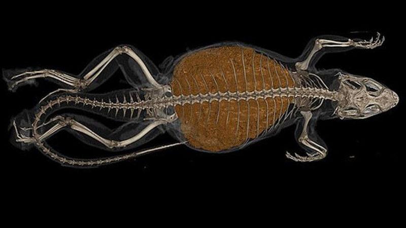 Kütlesinin %80’i Dışkıdan Oluşan Bir Kertenkele Bulundu