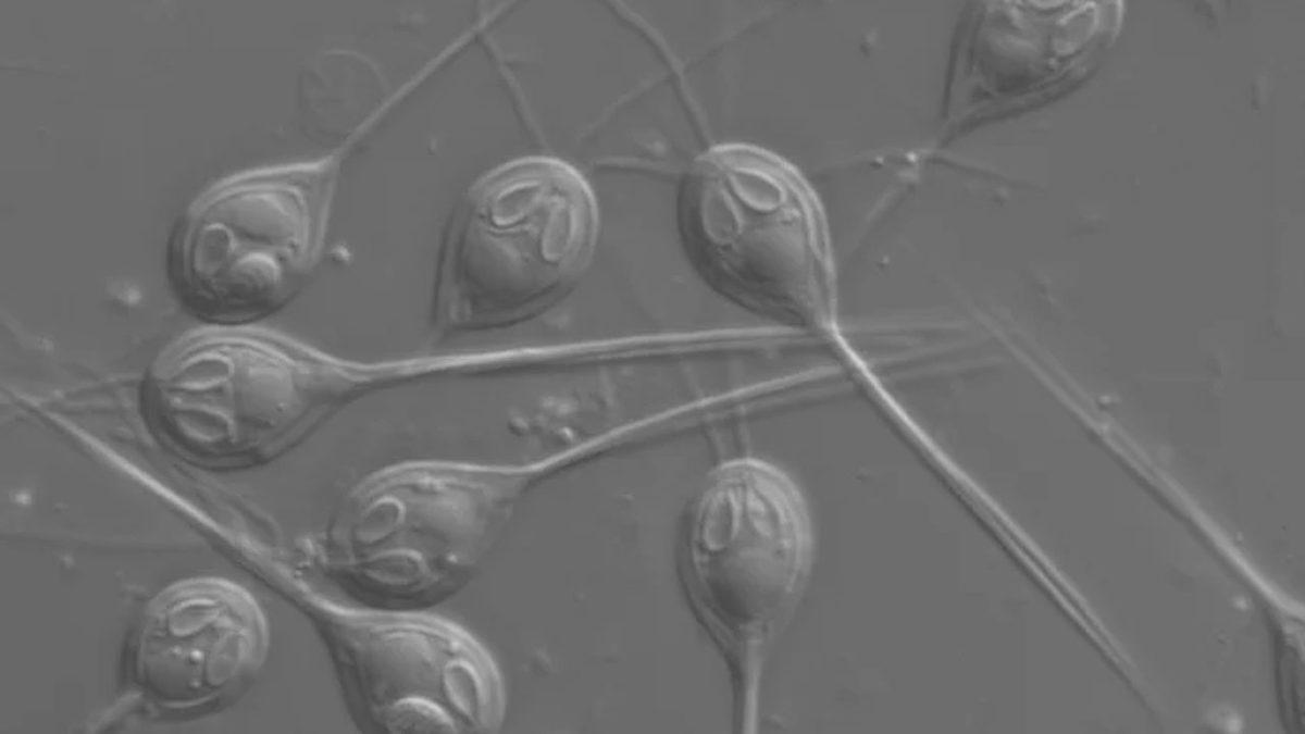 Araştırmacılar, Oksijene İhtiyaç Duymadan Yaşayan İlk Hayvanı Keşfettiler