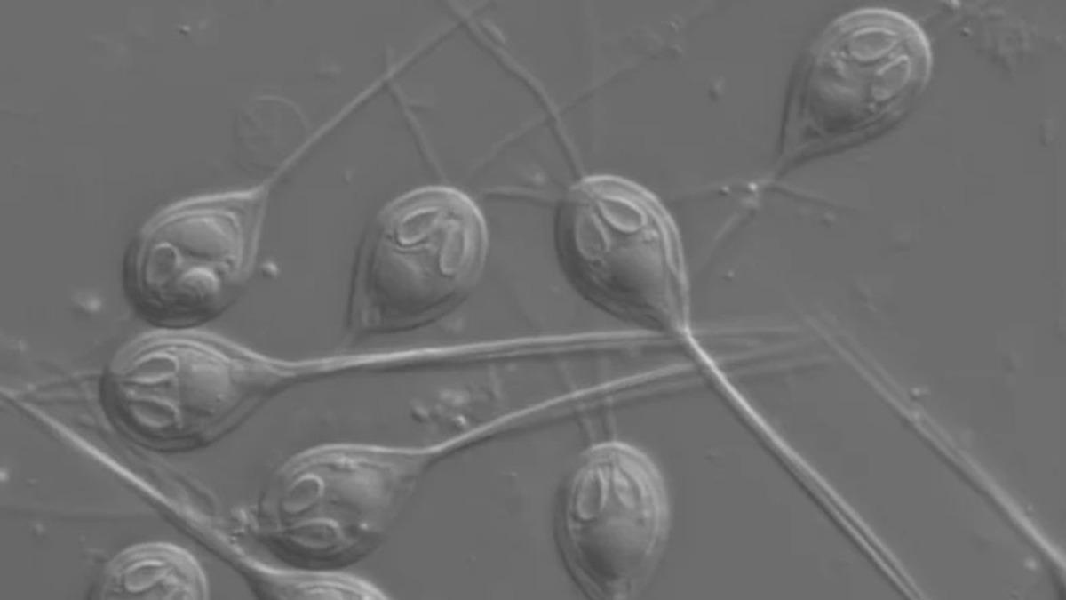 Araştırmacılar, Oksijene İhtiyaç Duymadan Yaşayan İlk Hayvanı Keşfettiler