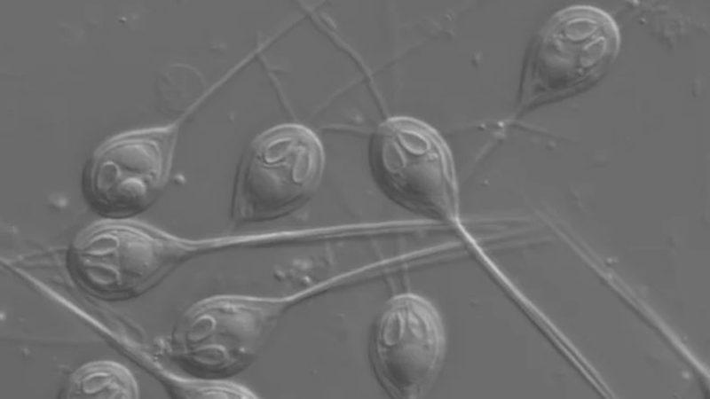 Araştırmacılar, Oksijene İhtiyaç Duymadan Yaşayan İlk Hayvanı Keşfettiler