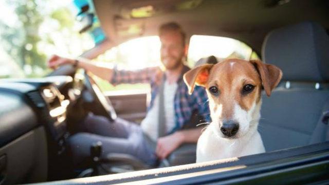 Seat, Köpekle Yapılan Yolculukların Daha Güvenli Olduğunu Ortaya Koydu