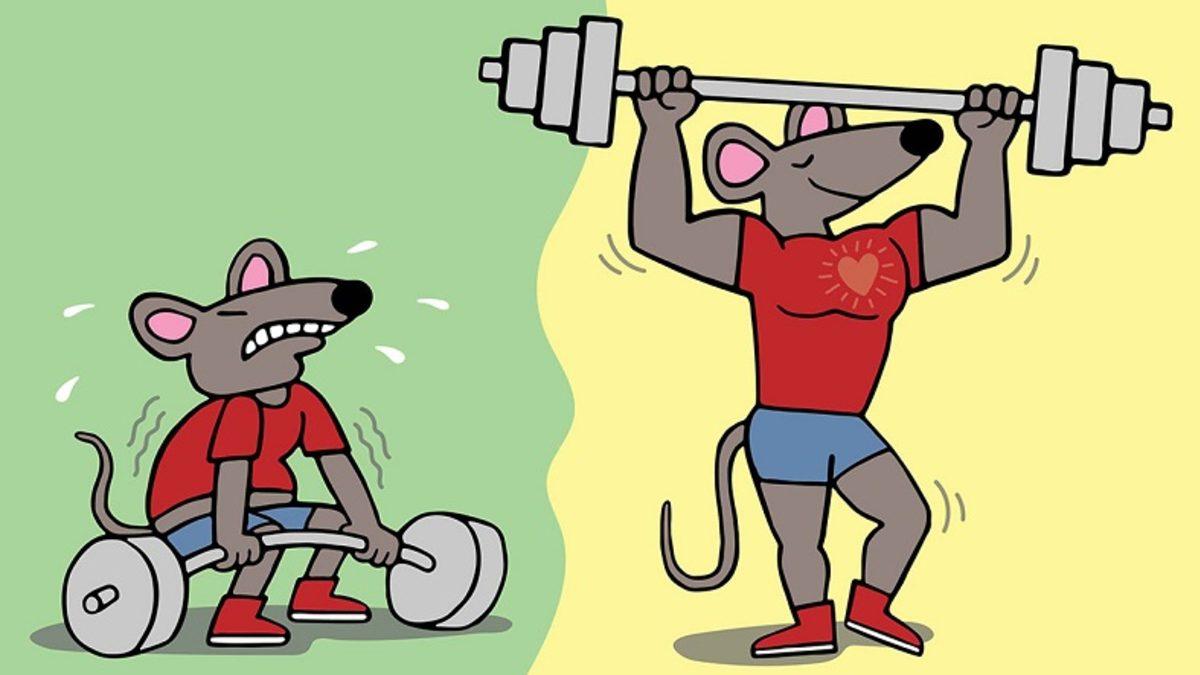 Yeni Bir Gen Tedavisi ile Egzersiz Olmadan Kas Üretimi Sağlanabilir