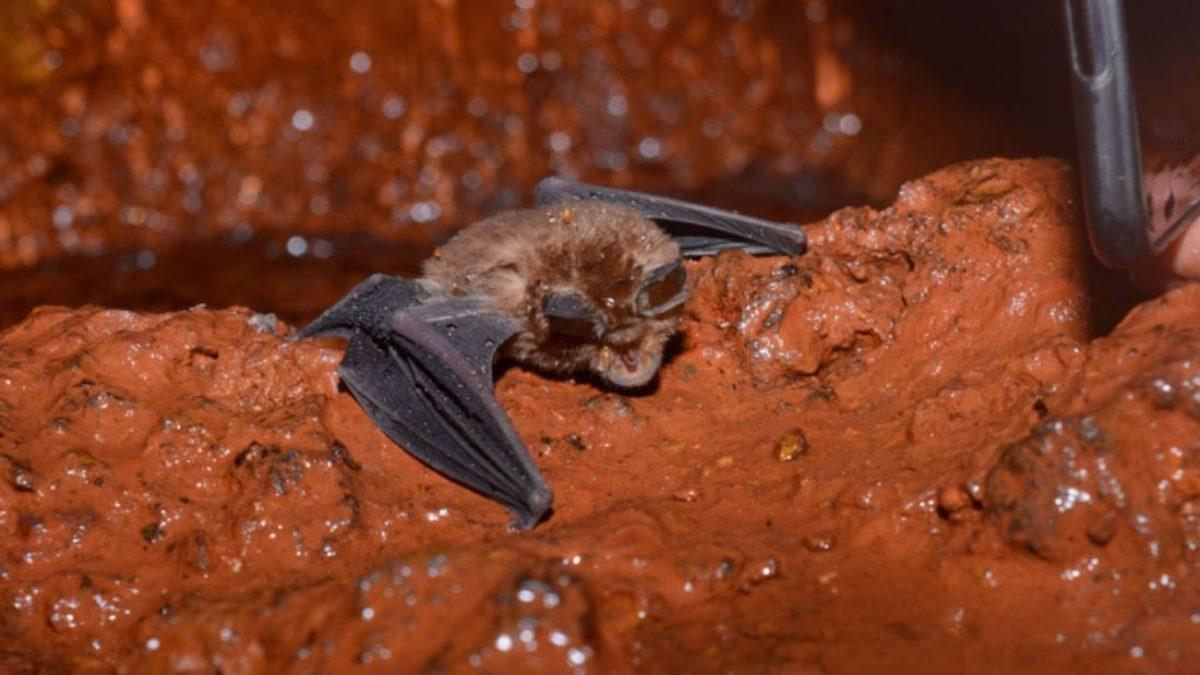 Koronavirüsün Laboratuvarda Üretildiği Yönündeki İddiaları Çürüten Araştırma