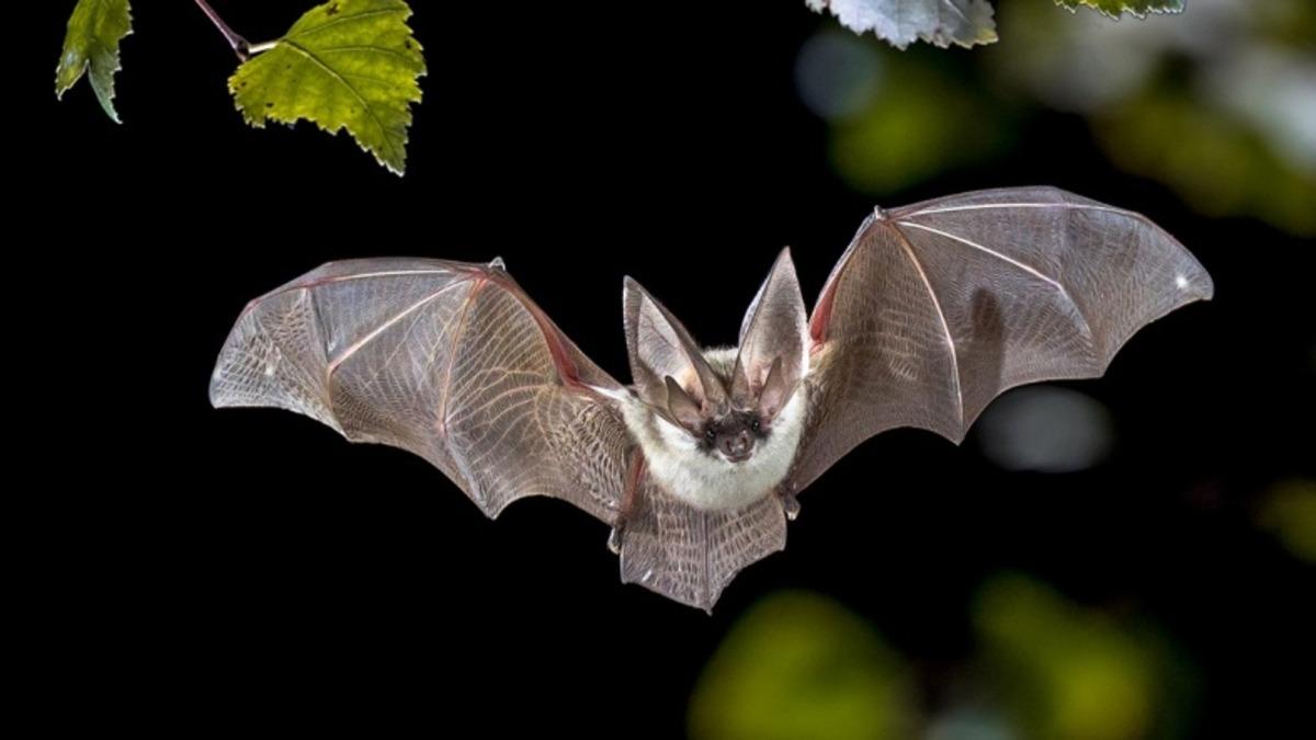 Koronavirüsün Laboratuvarda Üretildiği Yönündeki İddiaları Çürüten Araştırma