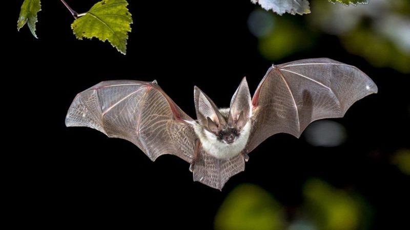 Koronavirüsün Laboratuvarda Üretildiği Yönündeki İddiaları Çürüten Araştırma