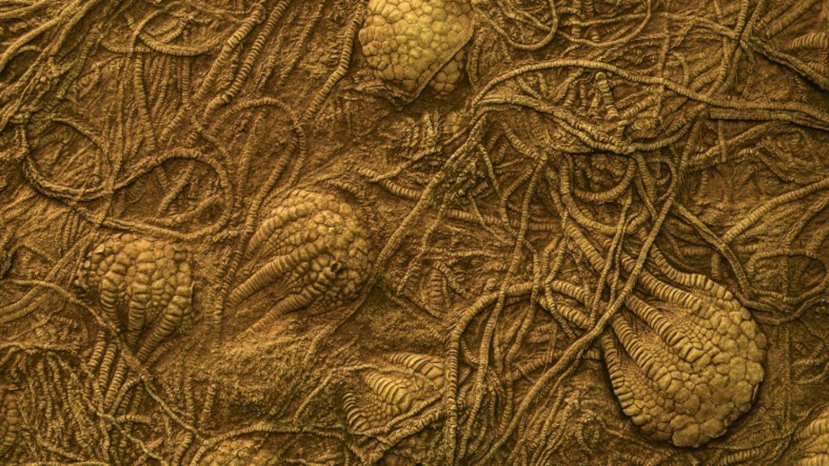 Araştırmacılar, 80 Milyon Yıllık Top Benzeri Tuhaf Fosiller Keşfettiler