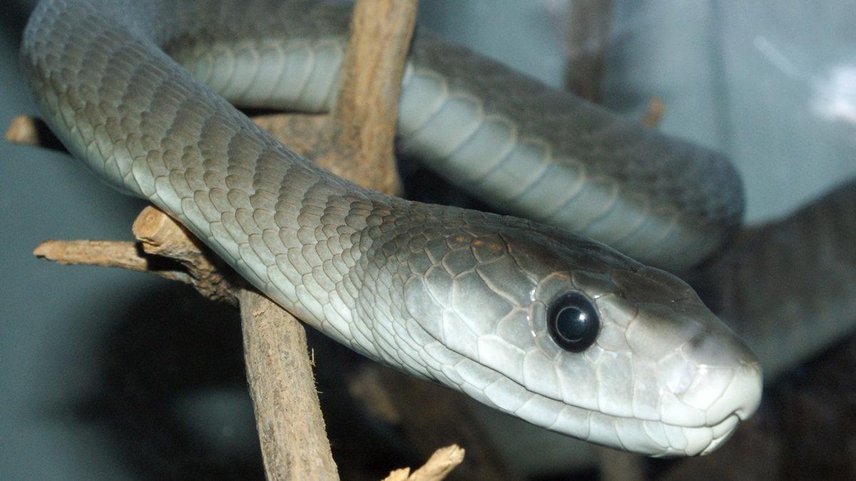 Kara Mamba Yılanı Hakkında 8 Bilimsel Gerçek