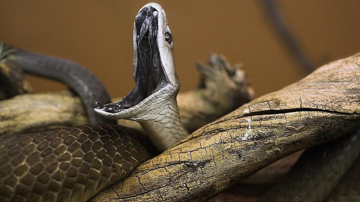 Kara Mamba Yılanı Hakkında 8 Bilimsel Gerçek