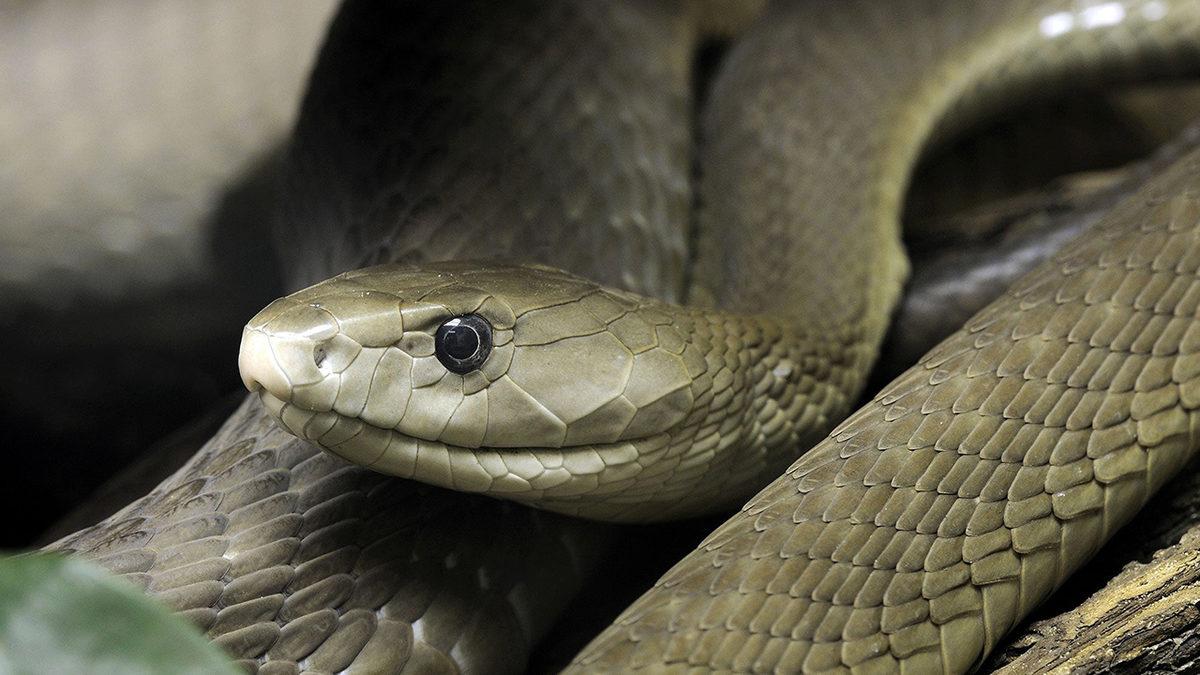 Kara Mamba Yılanı Hakkında 8 Bilimsel Gerçek