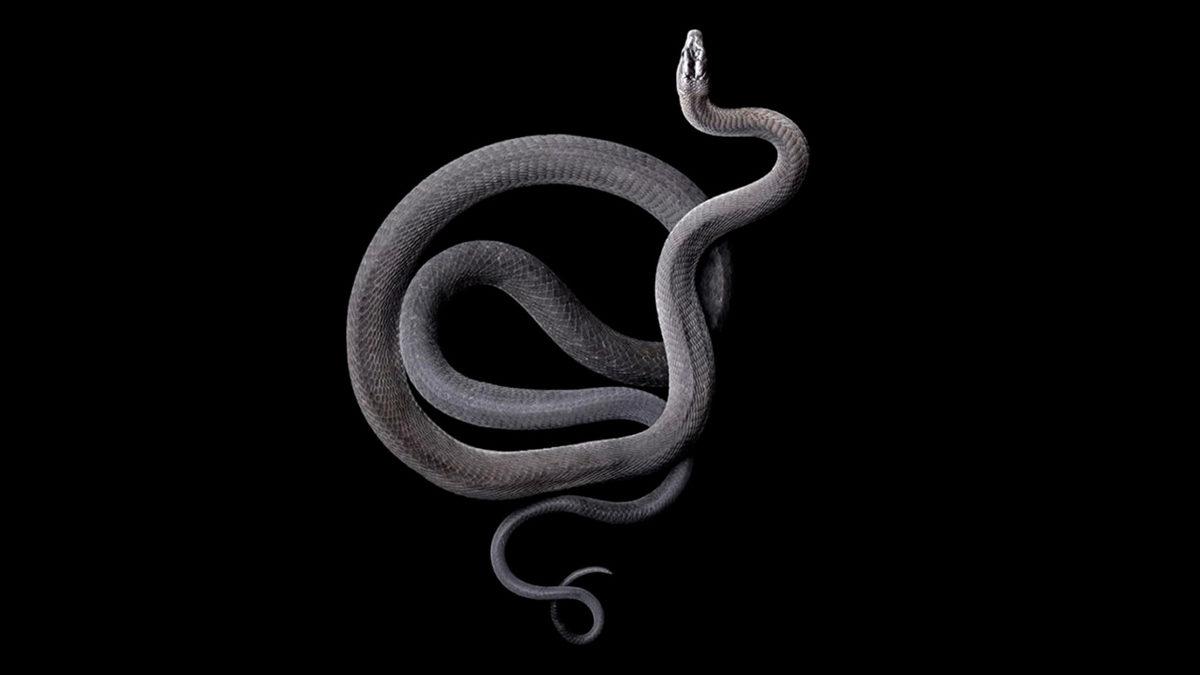 Kara Mamba Yılanı Hakkında 8 Bilimsel Gerçek