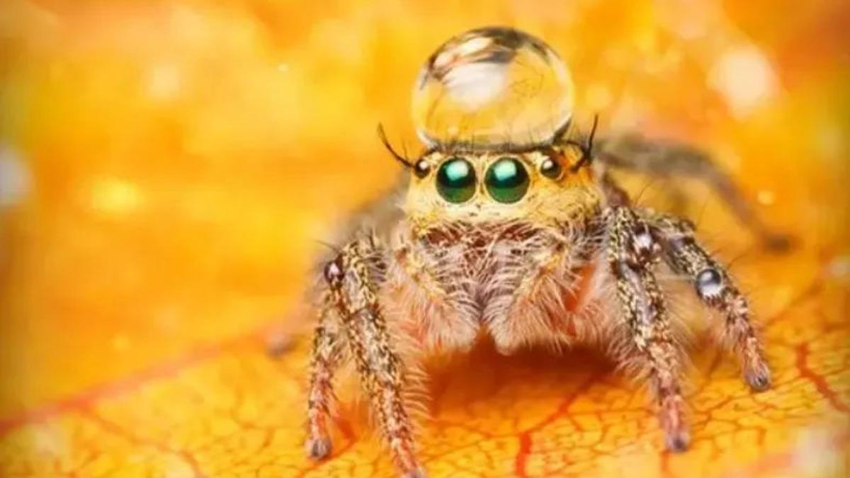 Evinizde Gördüğünüz Örümcekleri Neden Öldürmemeniz Gerekiyor?
