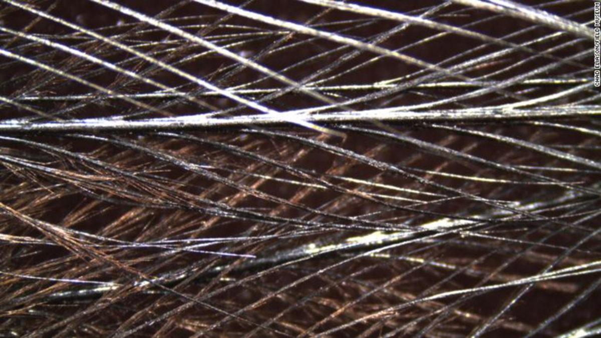 Dünyanın En Tehlikeli Kuşu Cassowaryler, Benzersiz Parlak Tüylerine Nasıl Sahip Oldu?