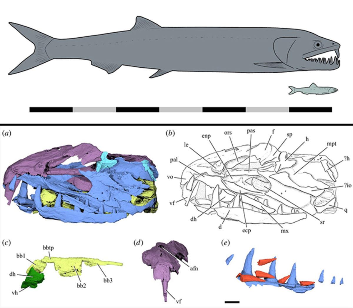 Bilim İnsanları, Hamsinin Devasa Boyuttaki Tarih Öncesi Atasını Keşfettiler