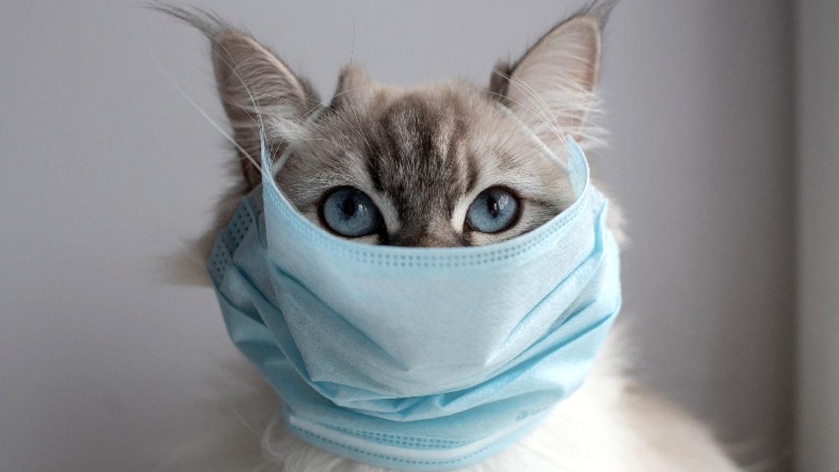 6 Tane Kedi, Hiçbir Belirti Göstermeden Birbirine Koronavirüs Bulaştırdı