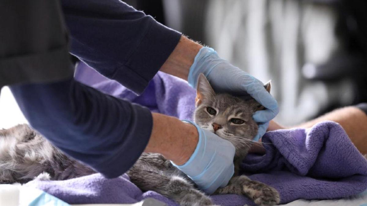 6 Tane Kedi, Hiçbir Belirti Göstermeden Birbirine Koronavirüs Bulaştırdı
