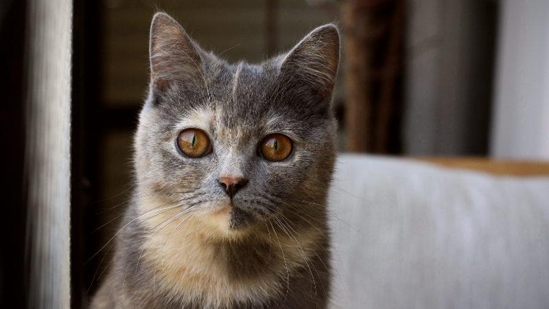 6 Tane Kedi, Hiçbir Belirti Göstermeden Birbirine Koronavirüs Bulaştırdı