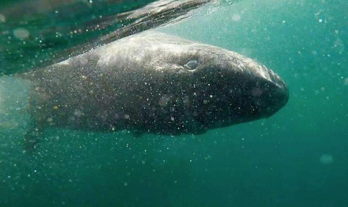 Bilim İnsanları, 512 Yaşında Bir Köpek Balığı Keşfetti