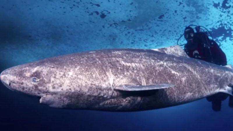 Bilim İnsanları, 512 Yaşında Bir Köpek Balığı Keşfetti