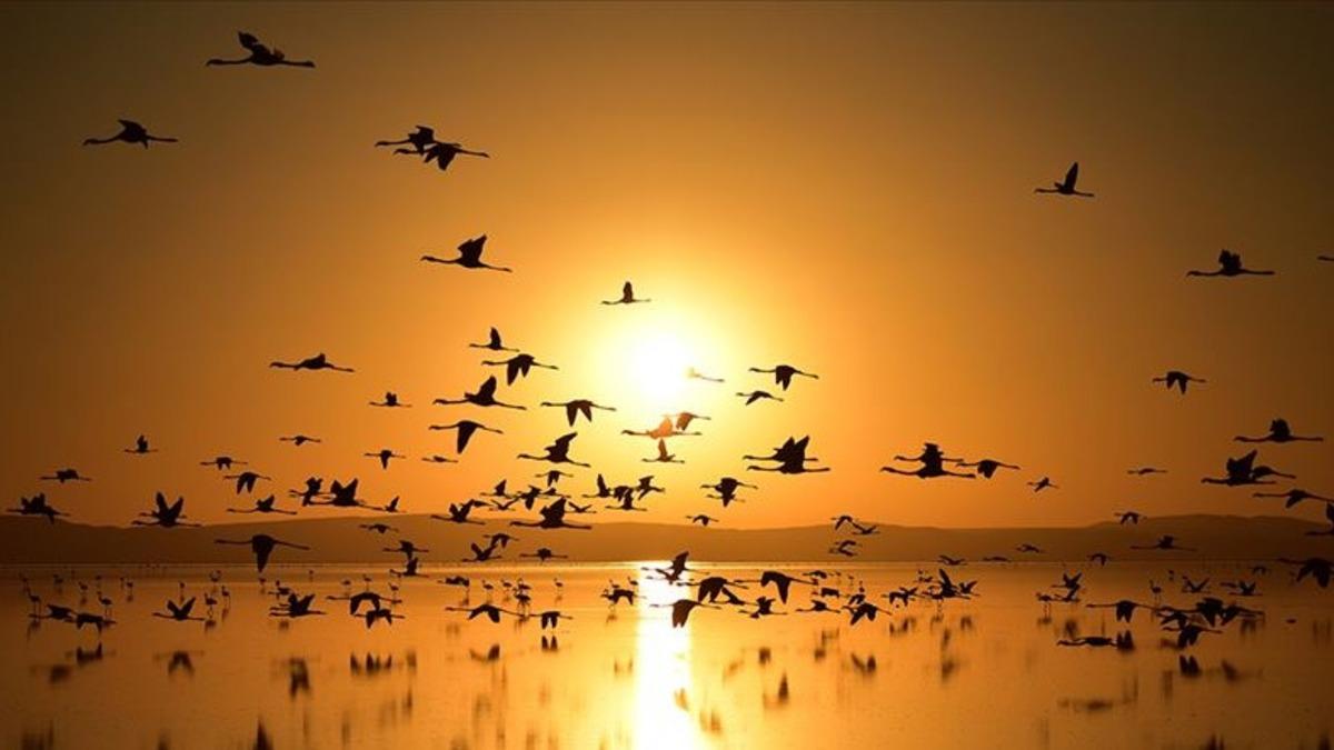 Bazı Kuşların Neden Hızlı Yaşayıp Genç Öldüğü Bilimsel Olarak Açıklandı