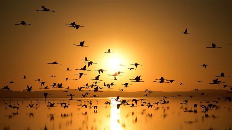 Bazı Kuşların Neden Hızlı Yaşayıp Genç Öldüğü Bilimsel Olarak Açıklandı