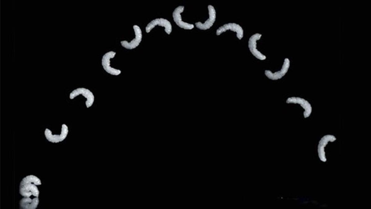 Kendi Boyunun 36 Katı Mesafeye Kadar Sıçrayabilen Bacaksız Kurtçuk Türü (Video)