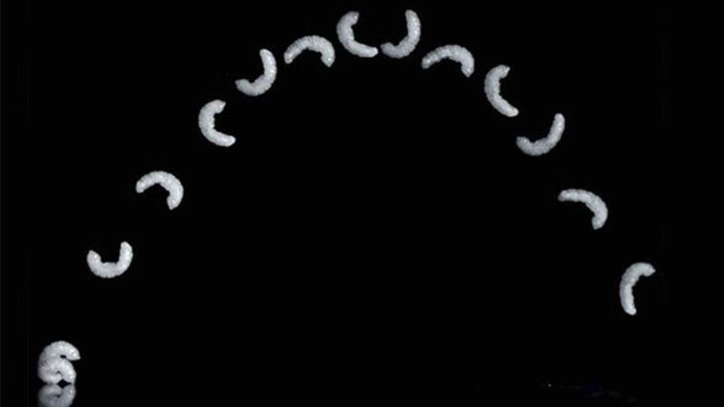 Kendi Boyunun 36 Katı Mesafeye Kadar Sıçrayabilen Bacaksız Kurtçuk Türü (Video)