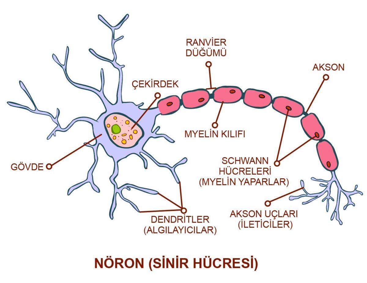 Derimizin Altında Acıyı Hissetmemizi Sağlayan Yeni Bir Organ Keşfedildi