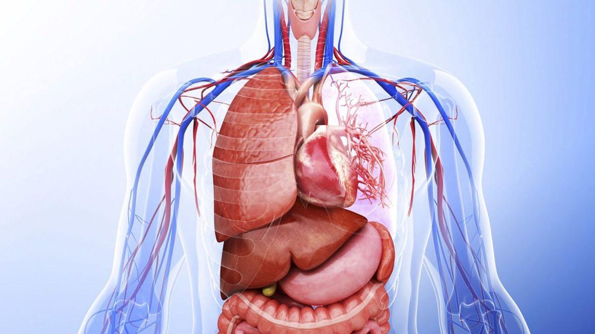 Derimizin Altında Acıyı Hissetmemizi Sağlayan Yeni Bir Organ Keşfedildi