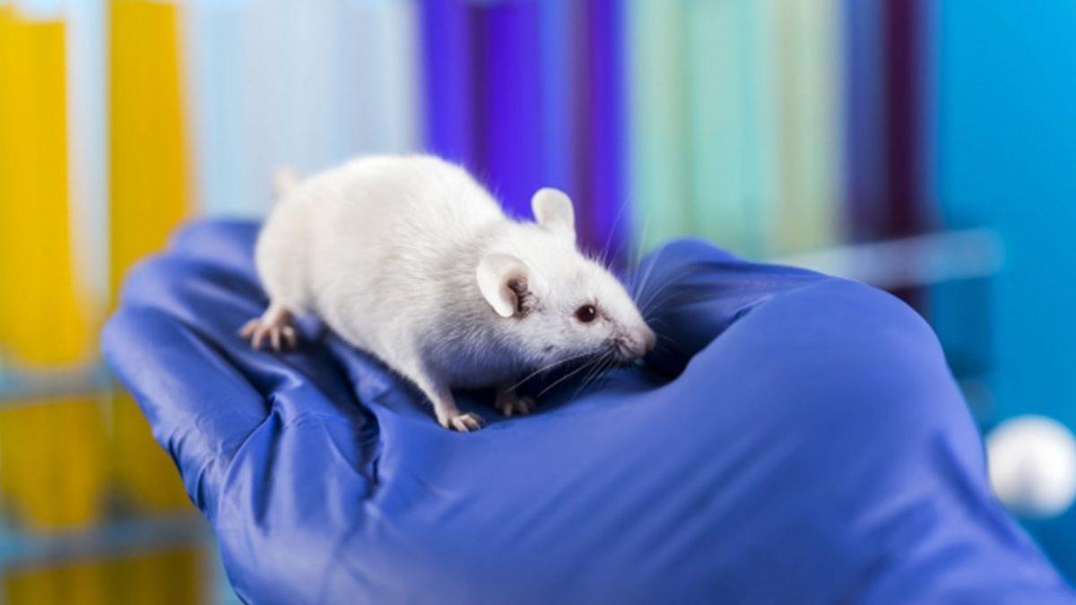 Derimizin Altında Acıyı Hissetmemizi Sağlayan Yeni Bir Organ Keşfedildi