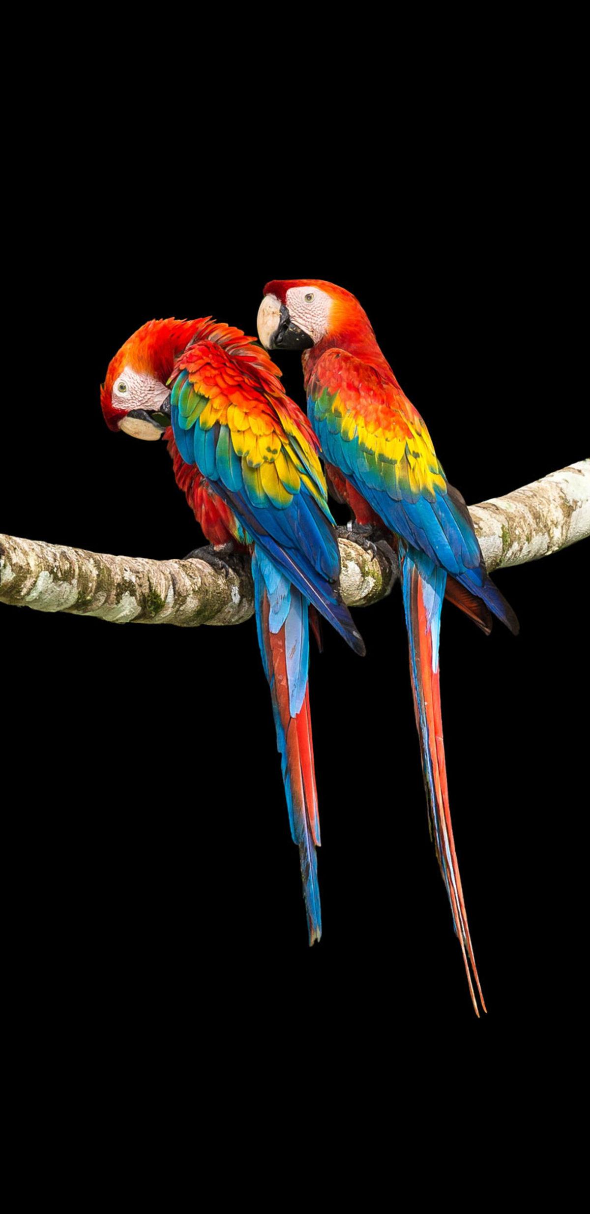 AMOLED Ekranlara Özel Tasarlanan 35 Siyah Duvar Kağıdı