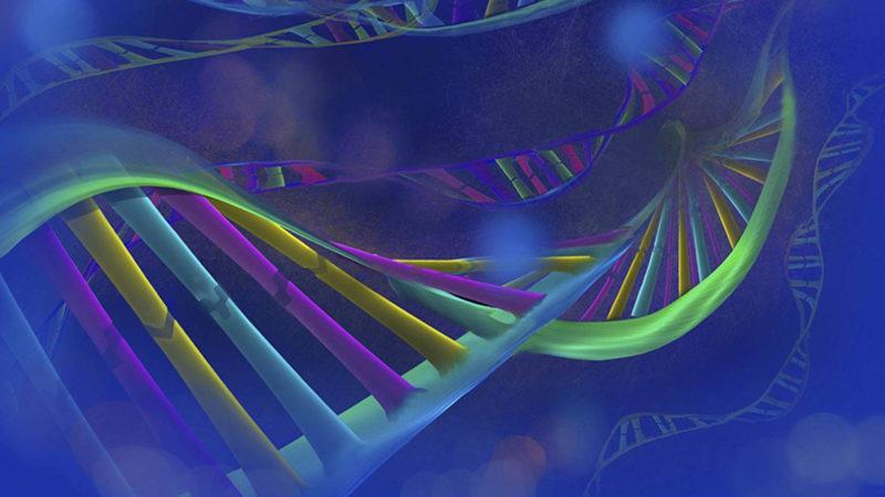 Fare Embriyolarının Genetiği, %4 İnsan Hücresi Taşıyacak Şekilde Değiştirildi