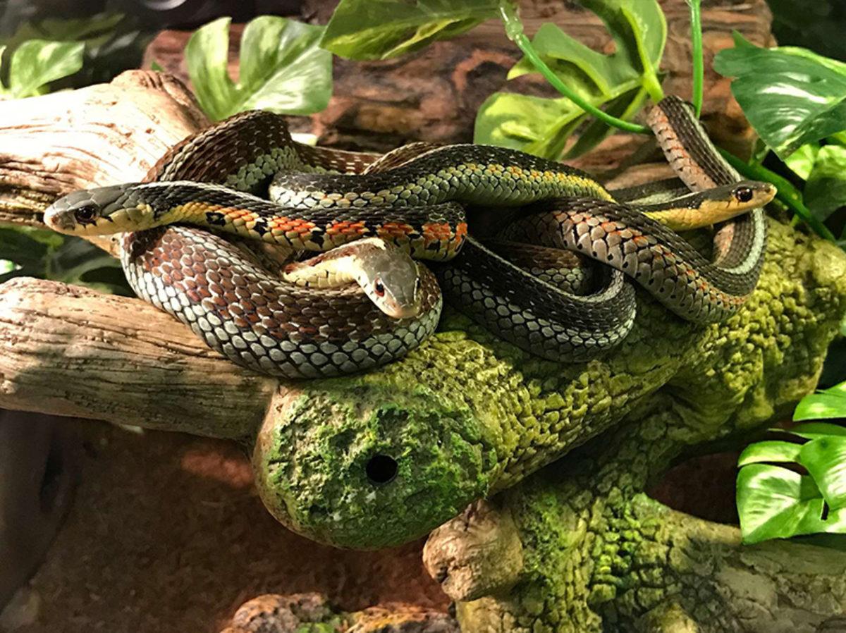 Bilim İnsanları, Yılanların ‘Arkadaşlık’ Kurduğunu Keşfettiler