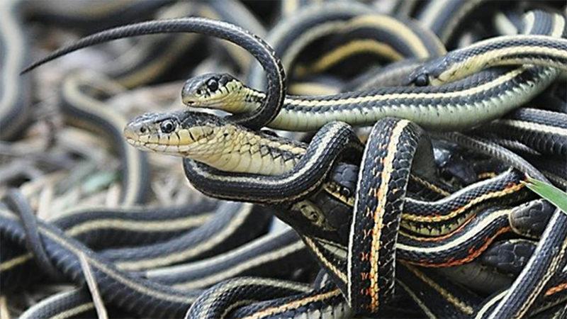 Bilim İnsanları, Yılanların ‘Arkadaşlık’ Kurduğunu Keşfettiler