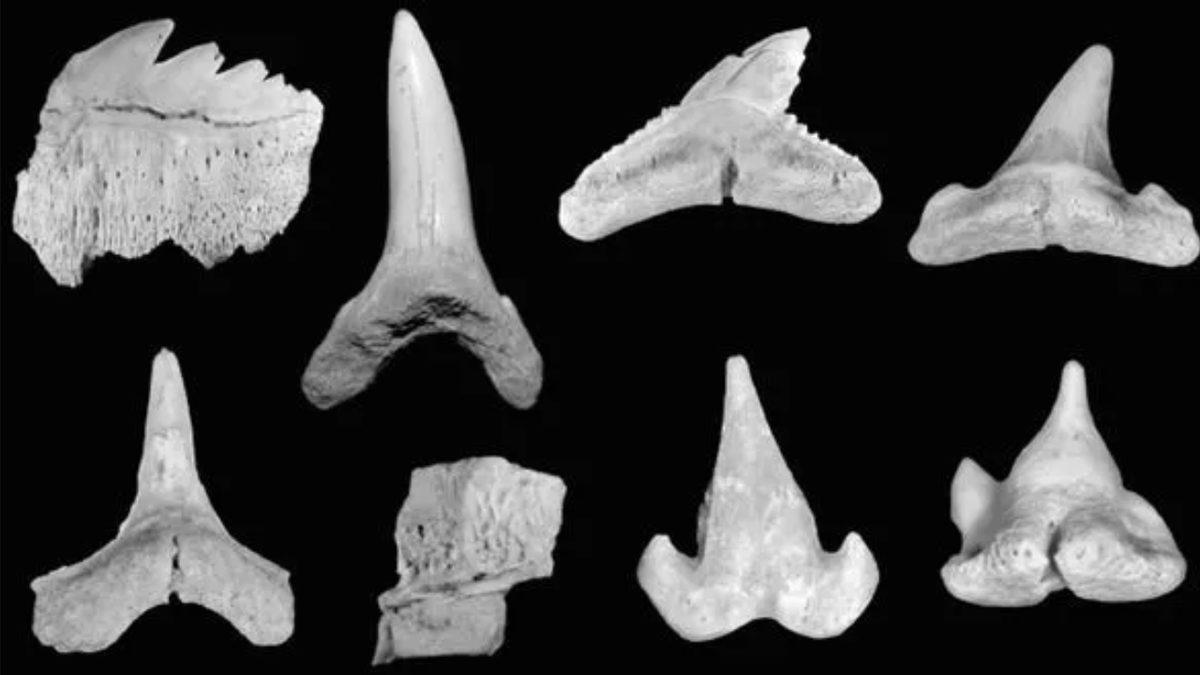 İğne Benzeri Dişlere Sahip Bir Köpek Balığı Türü, Fosil Kalıntılarla Keşfedildi